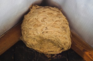 Wasp nest removal Essex