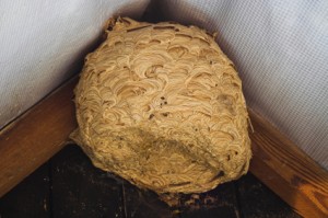 Wasp nest removal Stock