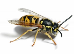 Wasp Nest Removal Ovington