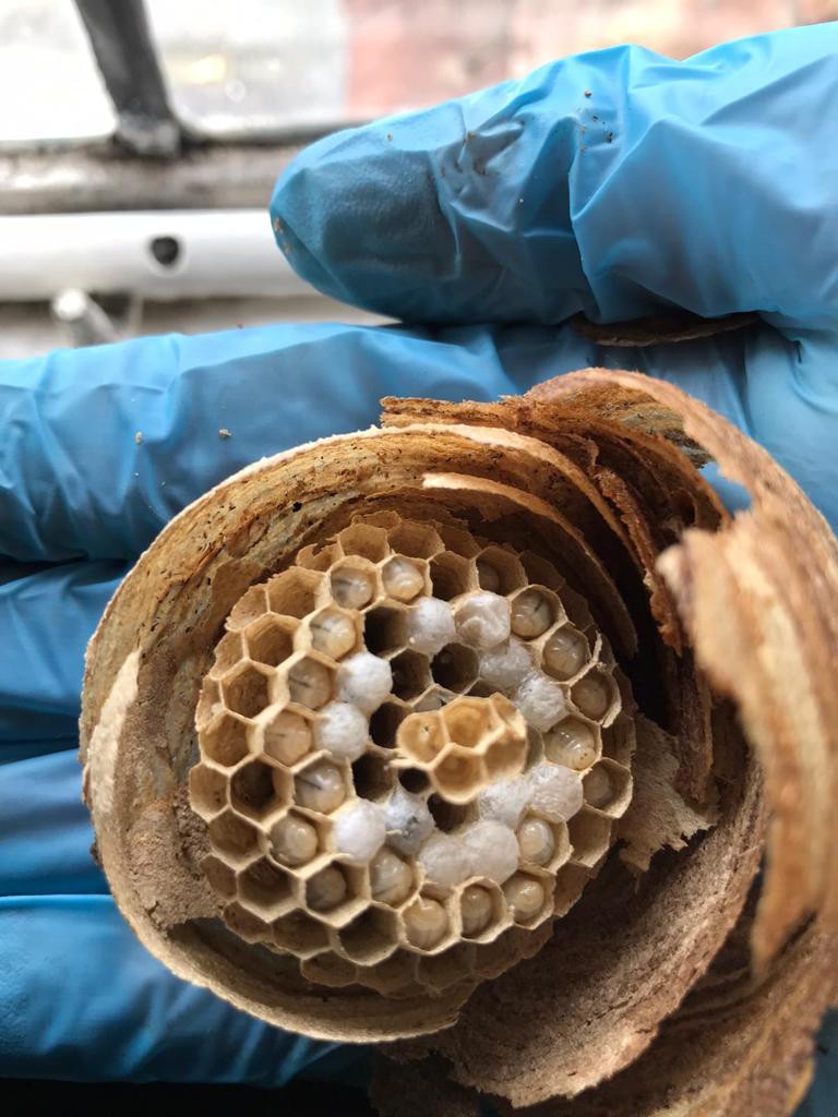 Contact us | Wasp Nest Removal Essex