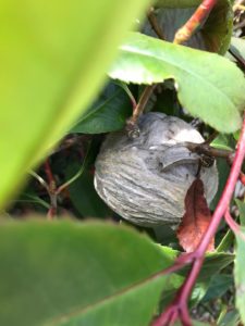 Wasp nest removal Essex