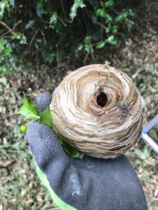 Wasp nest removal Essex