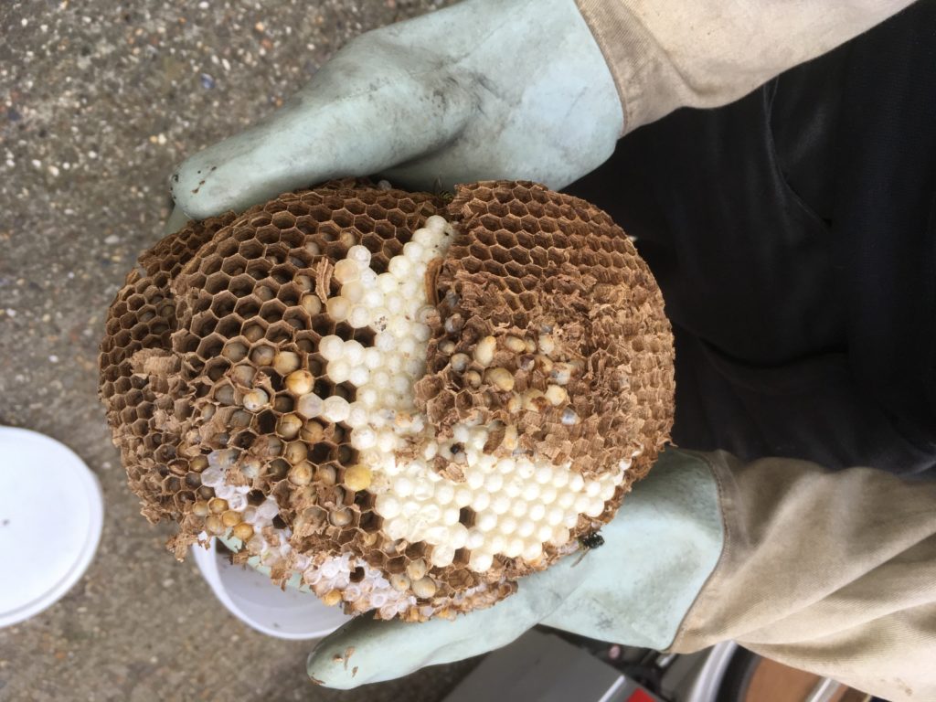 wasp nest removal Essex