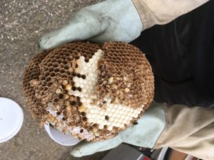 wasp nest removal Essex