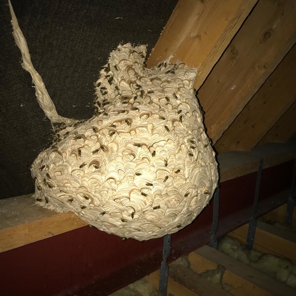 Wasp nest removal chelmsford