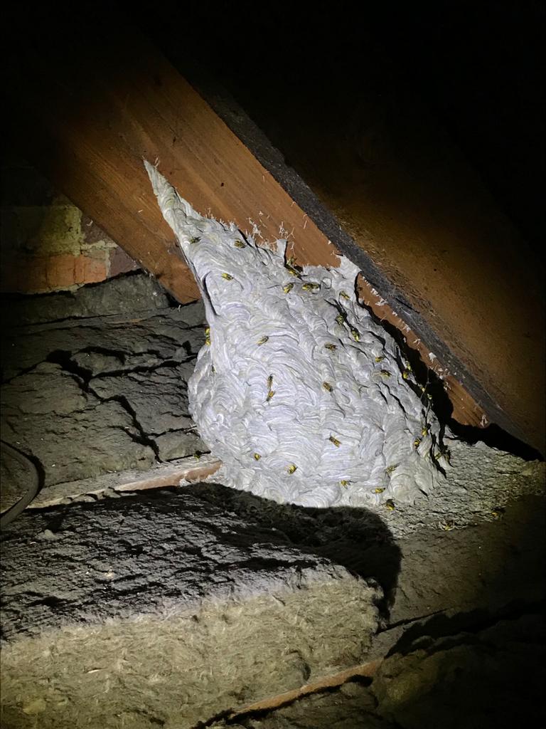 Wasp nest removal chelmsford