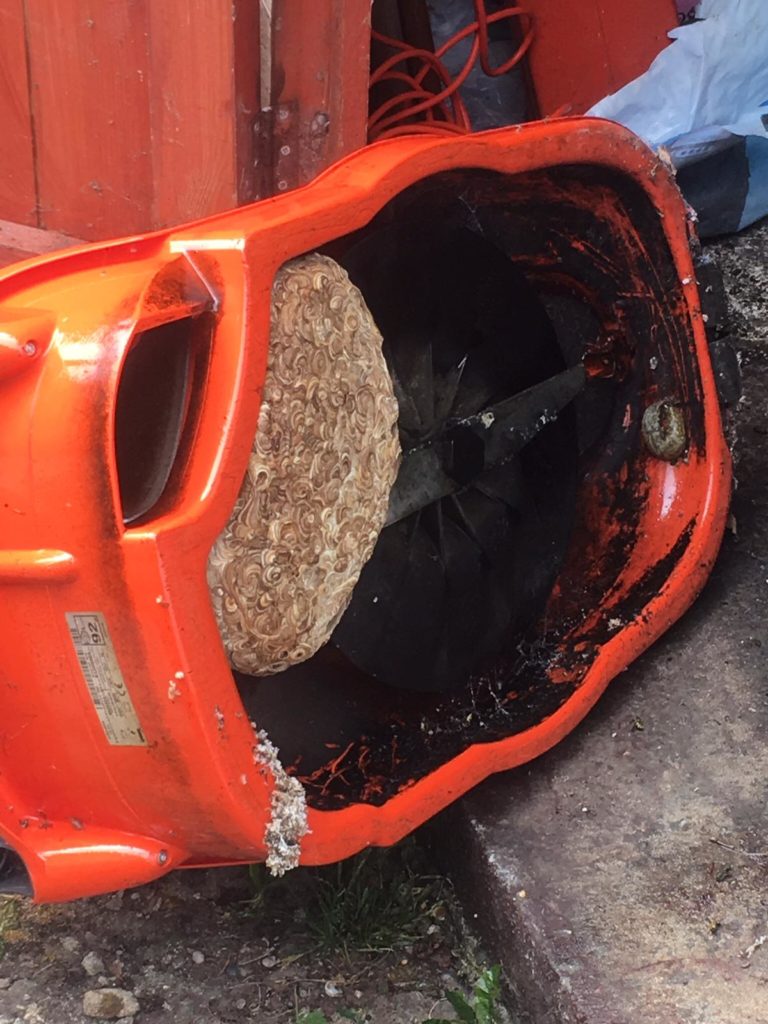 Wasp nest removal Essex