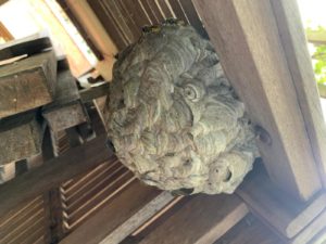Wasp nest removal Colchester